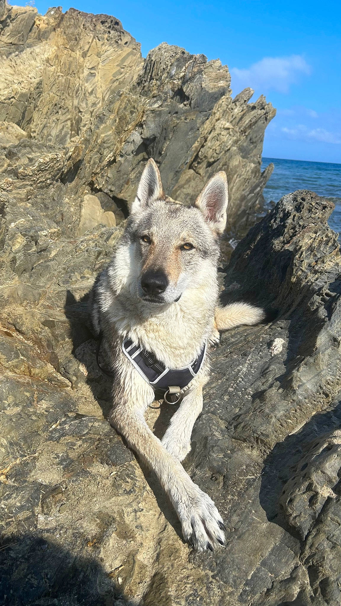 Akela participe au concours pour gagner de l'argent avec cette photo : adventure, bedrock, canidae, canis, carnivore, cloud, dog, dog_breed, fawn, ocean, outcrop, rock, sky, snout, soil, sporting_group, water, wilderness, working_animal