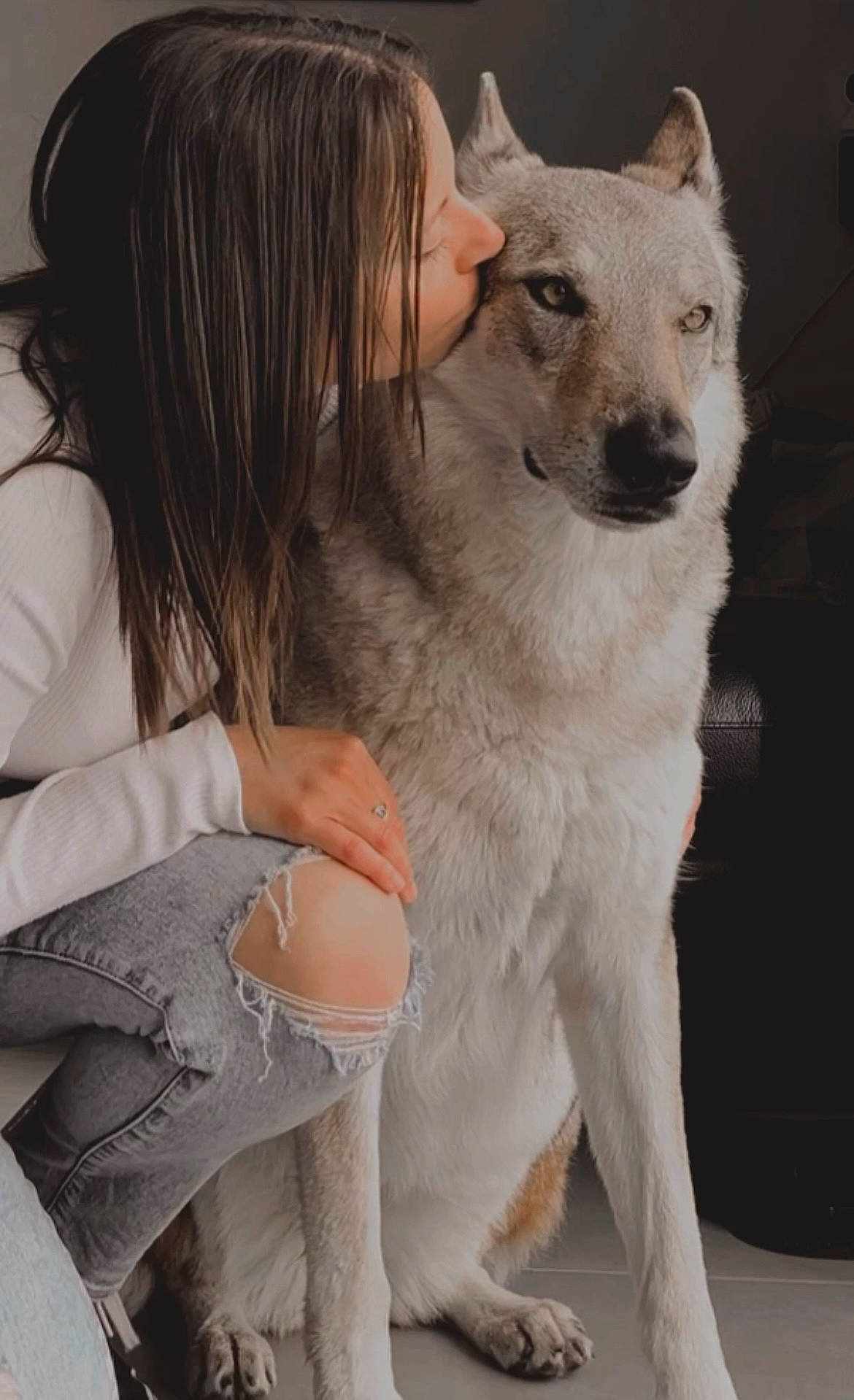 Akela participe au concours pour gagner de l'argent avec cette photo : ancient_dog_breeds, animal_training, canidae, carnivore, companion_dog, dog, dog_breed, door, fawn, fur, sporting_group, terrestrial_animal, whiskers, working_animal