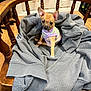 animal, background_dog, brown_puppy, canine, clothing, cozy, curious, cute, dog, domestic, floor, furniture, hoodie, indoor, pet, puppy, sitting, small_dog, striped_vest, wooden_chair
