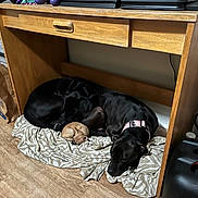 Sapphire Rose is registered to the contest to win money with this photo: dog, black_dog, small_dog, sleeping, blanket, wooden_desk, floor, indoor, collar, resting, cozy, pet, animal, cute, fur, relaxation, home, living_space, napping, peaceful