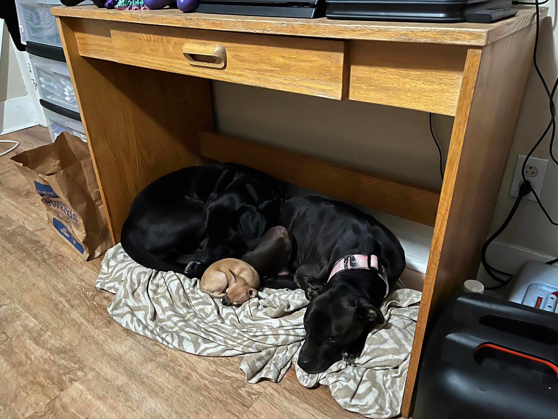 Sapphire Rose is registered to the contest to win money with this photo: dog, black_dog, small_dog, sleeping, blanket, wooden_desk, floor, indoor, collar, resting, cozy, pet, animal, cute, fur, relaxation, home, living_space, napping, peaceful