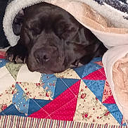 Nessie Lynn joined the competition — help win amazing prizes! animal, bedroom, black_dog, blanket, closeup, comfort, cozy, dog, domestic, fabric, fur, indoor, nap, pattern, paw, quilt, relaxation, resting, sleeping, warm