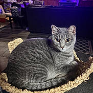 Henry is registered to the contest to win money with this photo: animal, cat, cat_perch, cozy, ears, eyes, floor_tiles, fur, furniture, gray_tabby, home, indoor, living_room, pet, relaxed, seated, tail, television, whiskers, woven