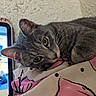 Henry joined the competition — help win amazing prizes! blanket, cat, close_up, cozy, cute, fur, gray_tabby, indoor, pet, pink, relaxed, resting, screen, sports, tablet, texture, wall, whiskers, white, yellow_eyes