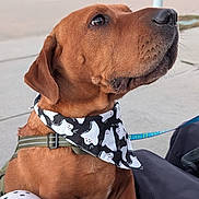 Astro joined the competition — help win amazing prizes! dog, brown_dog, bandana, ghost_pattern, leash, sidewalk, outdoor, pet, canine, closeup, animal, looking_up, fur, collar, harness, glove, human_hand, street, daylight, cute