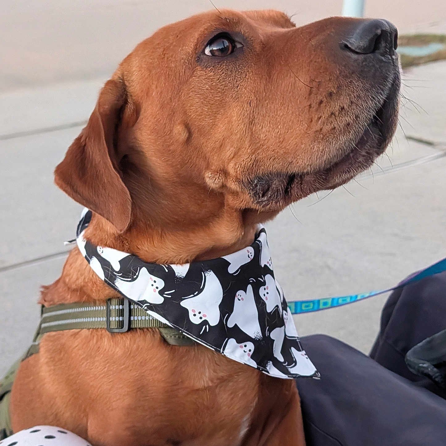 Astro joined the competition — help win amazing prizes! animal, bandana, brown_dog, canine, closeup, collar, cute, daylight, dog, fur, ghost_pattern, glove, harness, human_hand, leash, looking_up, outdoor, pet, sidewalk, street