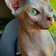 Jackson joined the competition — help win amazing prizes! animal, cat, close_up, curious, cushion, domestic_cat, feline, green_eyes, hairless_cat, indoors, large_ears, looking_out, natural_light, pet, pet_animal, portrait, sphynx_cat, sunlight, window, wrinkled_skin