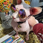 Jackson is registered to the contest to win money with this photo: animal, cat, cereal, cereal_dispenser, close_up, collar, domestic_pet, ear, feline, hand, indoor, kitchen_counter, nose, papers, paw, pet, pink_skin, reflection, sphynx_cat, sunglasses