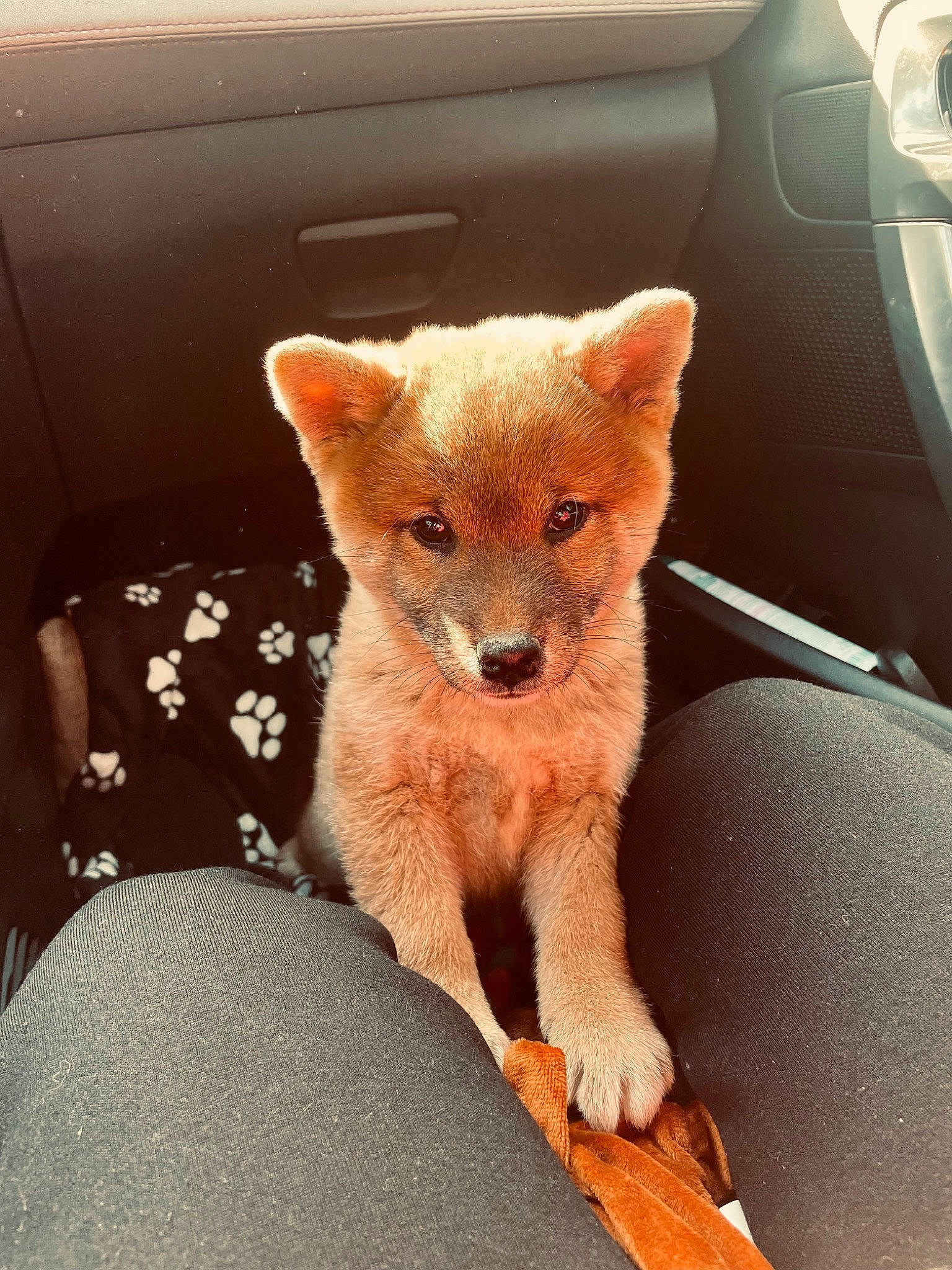 Taïko participe au concours pour gagner de l'argent avec cette photo : auto_part, automotive_exterior, car, car_seat, carnivore, chair, comfort, companion_dog, dog_breed, fawn, felidae, fur, motor_vehicle, terrestrial_animal, tints_and_shades, vehicle, vehicle_door, whiskers, window, windshield