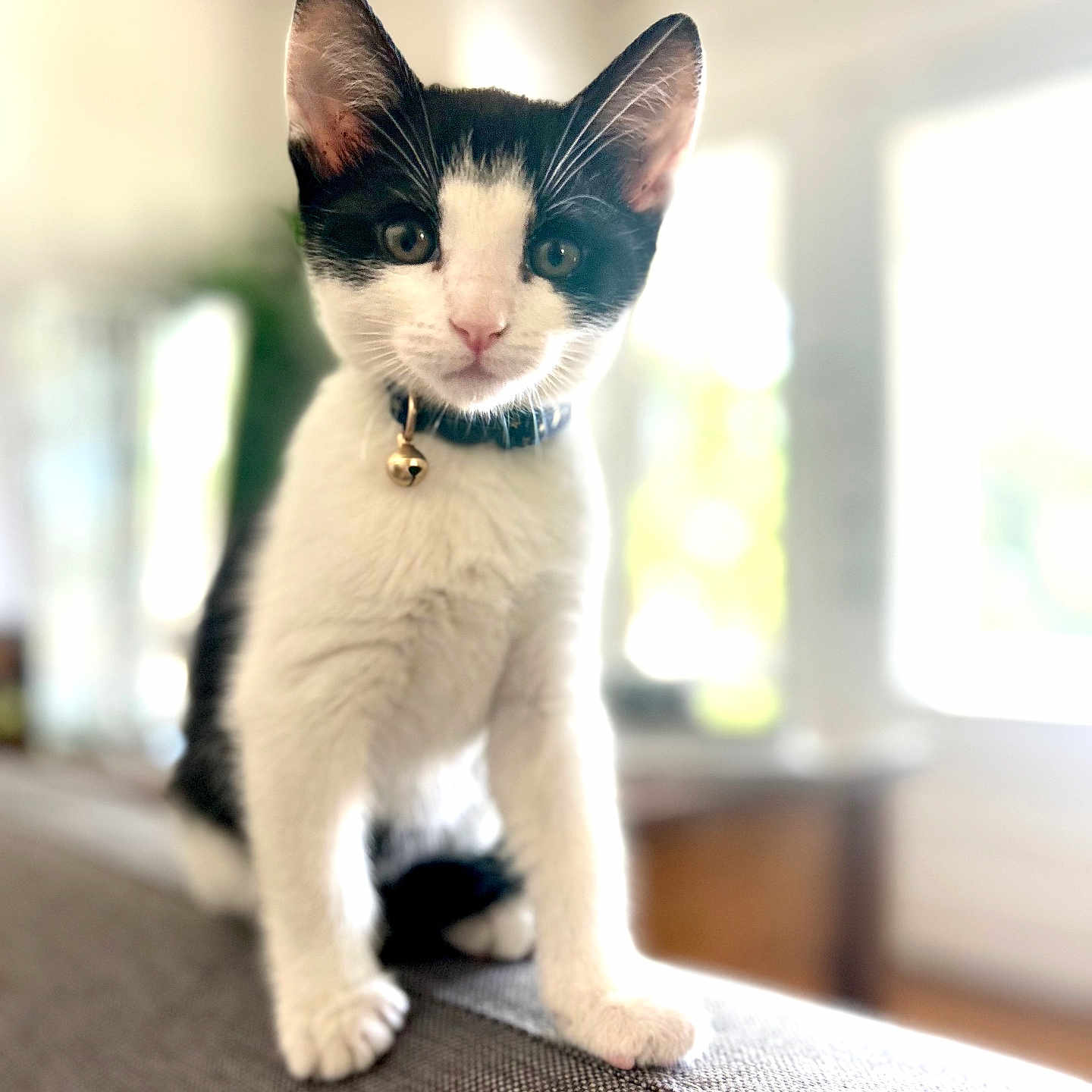 Milo is registered to the contest to win money with this photo: animal, bell, black_and_white, cat, collar, couch, curious, cute, domestic, ears, feline, furniture, indoor, kitten, paws, pet, soft_focus, sunlight, whiskers, young