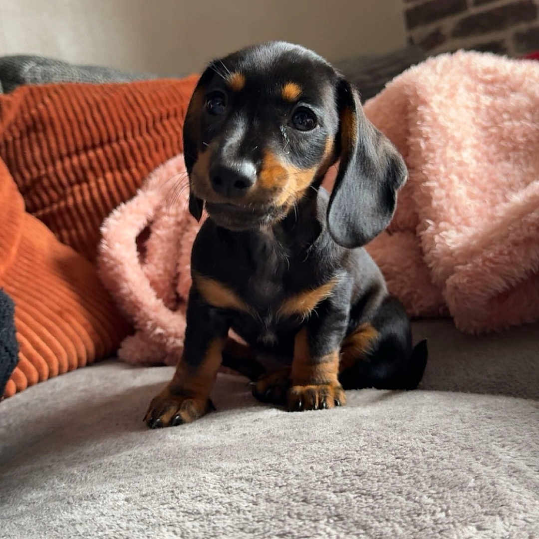 Zoe a rejoint le concours — aidez-le/la à gagner de superbes lots ! animal, architecture, beagle, blanket, building, canine, couch, cushion, dog, furniture, homedecor, hound, indoors, linen, livingroom, pet, pillow, puppy, room, snout