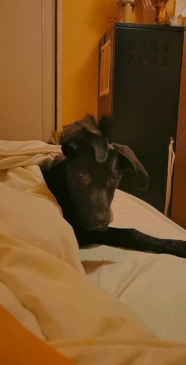 Rivka participe au concours pour gagner de l'argent avec cette photo : bed, brown, carnivore, comfort, companion_dog, dog, dog_breed, door, fawn, felidae, flooring, hardwood, snout, sporting_group, tail, terrestrial_animal, toy_dog, whiskers, wood, working_animal