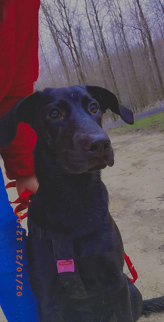 Rivka participe au concours pour gagner de l'argent avec cette photo : borador, canidae, carnivore, collar, companion_dog, dog, dog_breed, dog_collar, electric_blue, fur, gun_dog, hunting_dog, non_sporting_group, retriever, sporting_group, working_animal, working_dog