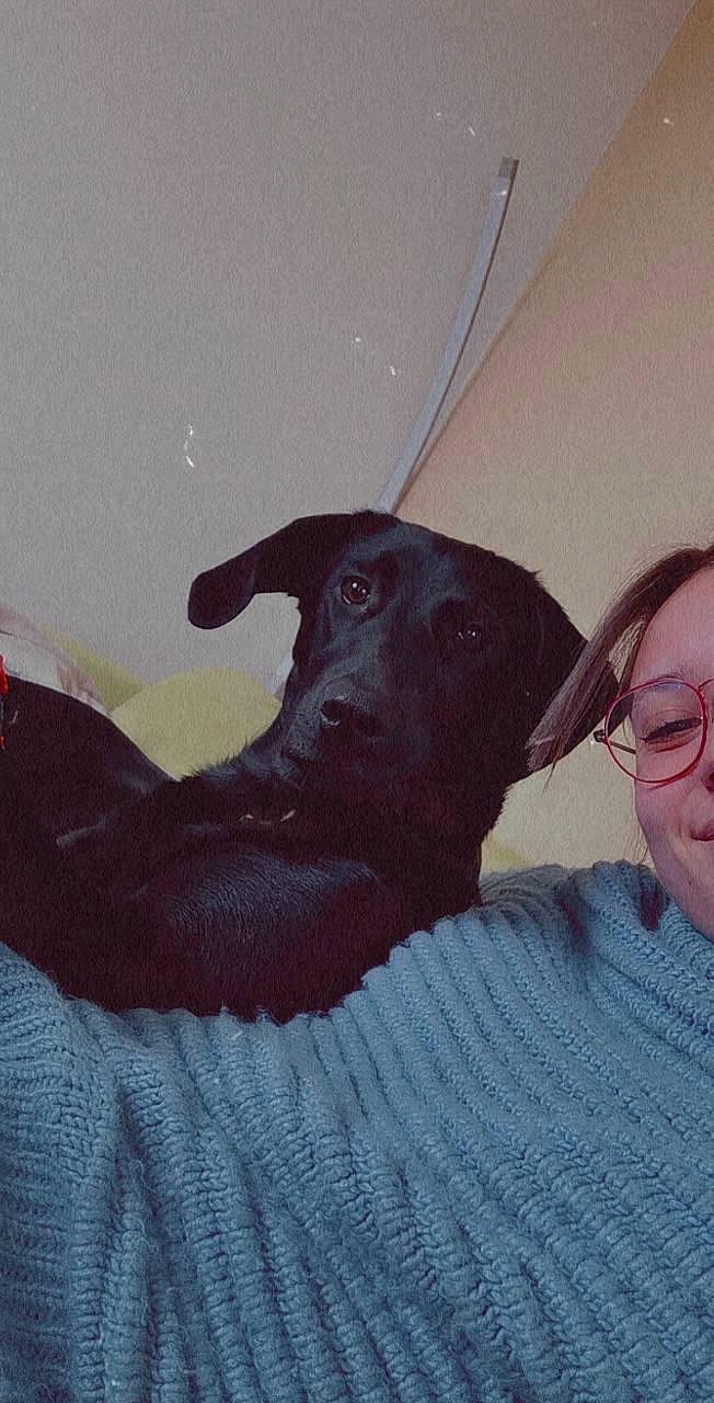 Rivka participe au concours pour gagner de l'argent avec cette photo : borador, canidae, carnivore, comfort, companion_dog, dog, dog_breed, eyewear, fawn, fur, gesture, glasses, guard_dog, gun_dog, liver, smile, snout, sporting_group, tints_and_shades, working_animal