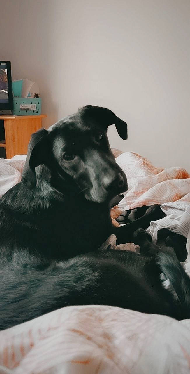 Rivka a rejoint le concours — aidez-le/la à gagner de superbes lots ! borador, carnivore, comfort, companion_dog, computer_monitor, dog, dog_breed, flooring, fur, grey, guard_dog, liver, monochrome_photography, natural_material, room, snout, sporting_group, television, whiskers, working_animal