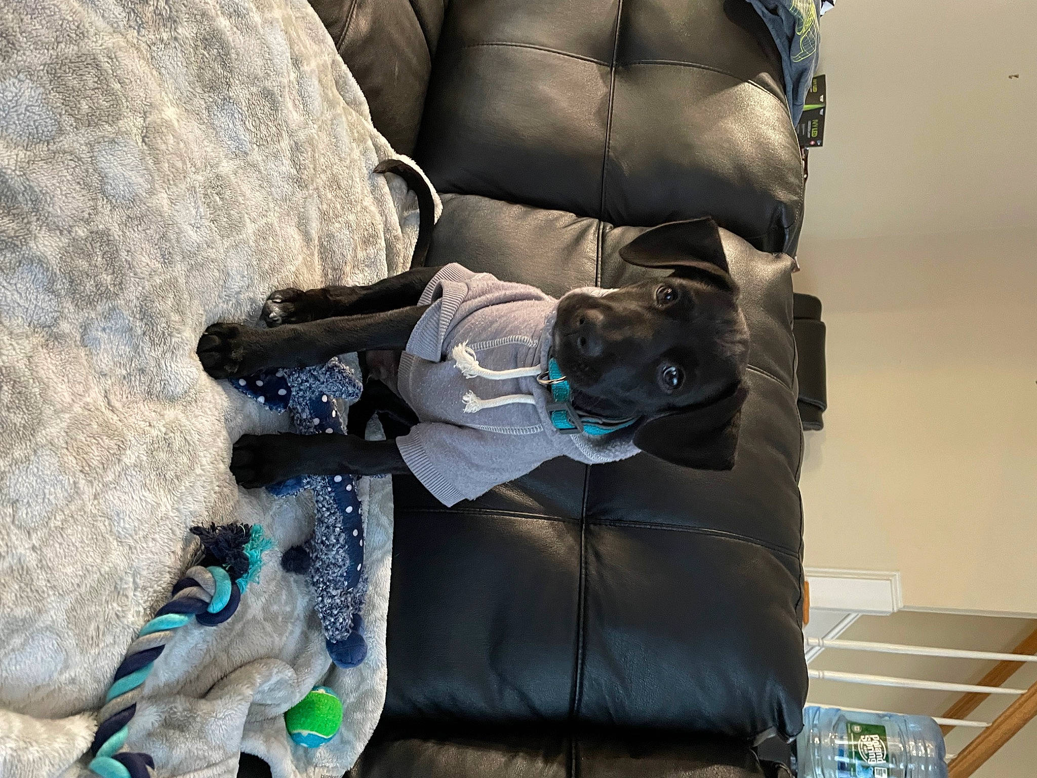 Creed joined the competition — help win amazing prizes! auto_part, baby_products, bag, baggage, box, comfort, companion_dog, couch, electric_blue, flooring, linens, luggage_and_bags, nap, personal_protective_equipment, room, shipping_box, sitting, sporting_group, tree