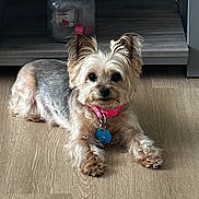 Lea is registered to the contest to win money with this photo: dog, small_dog, pet, indoor, wooden_floor, collar, pink_collar, fur, animal, canine, laying_down, looking_at_camera, ears_up, domestic_animal, household, shelf, jar, curious, cute, companion