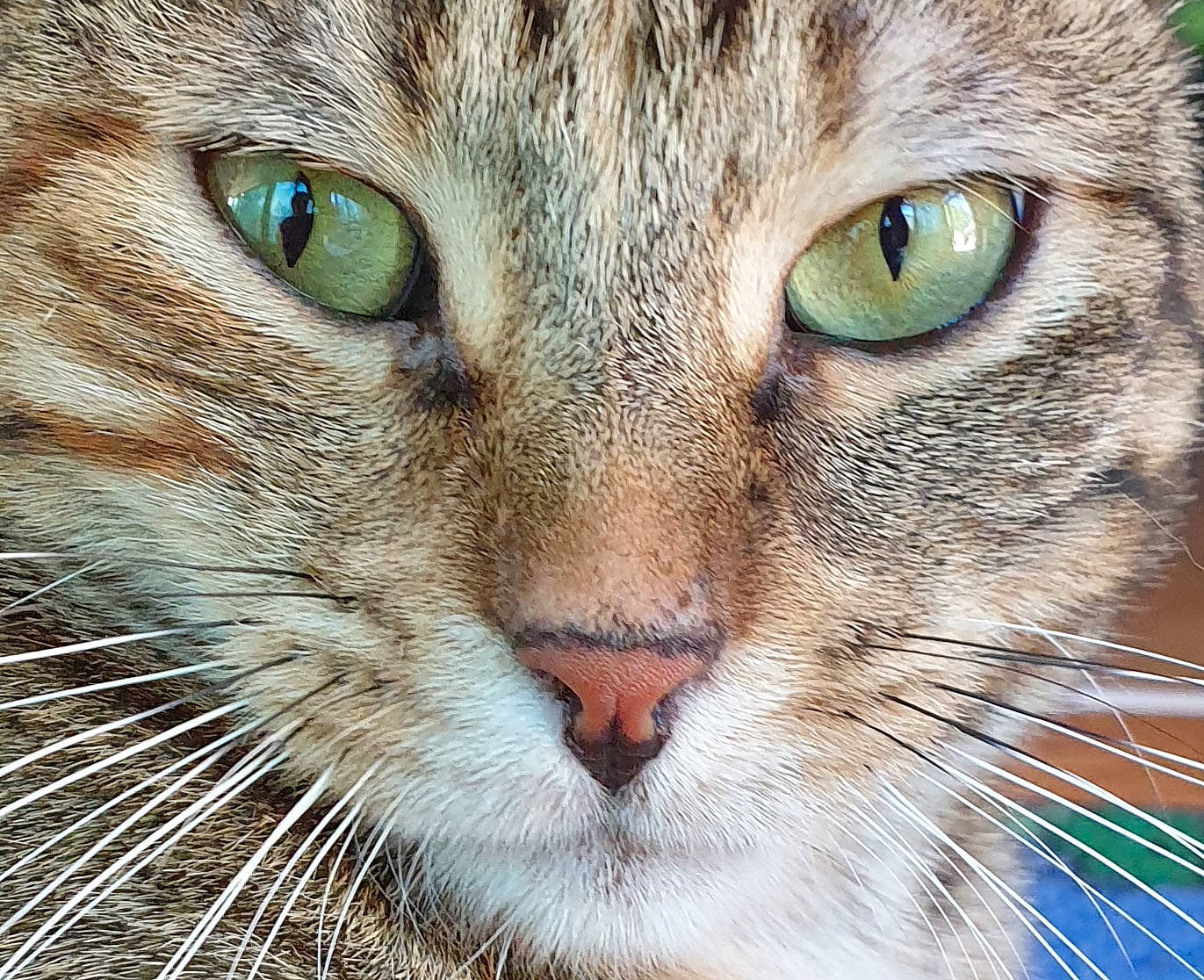 Laurette a rejoint le concours — aidez-le/la à gagner de superbes lots ! aegean_cat, asian, carnivore, cat, close_up, domestic_short_haired_cat, european_shorthair, eye, felidae, fur, mammal, nose, photography, pixie_bob, siberian, small_to_medium_sized_cats, snout, tabby_cat, whiskers, wildlife