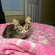 Stella is registered to the contest to win money with this photo: animal, blanket, cat, cozy, curious, cute, ears, eyes, face, feline, fur, home, indoor, kitten, pet, pink_blanket, resting, small, whiskers, young
