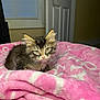 animal, blanket, cat, cozy, curious, cute, ears, eyes, face, feline, fur, home, indoor, kitten, pet, pink_blanket, resting, small, whiskers, young
