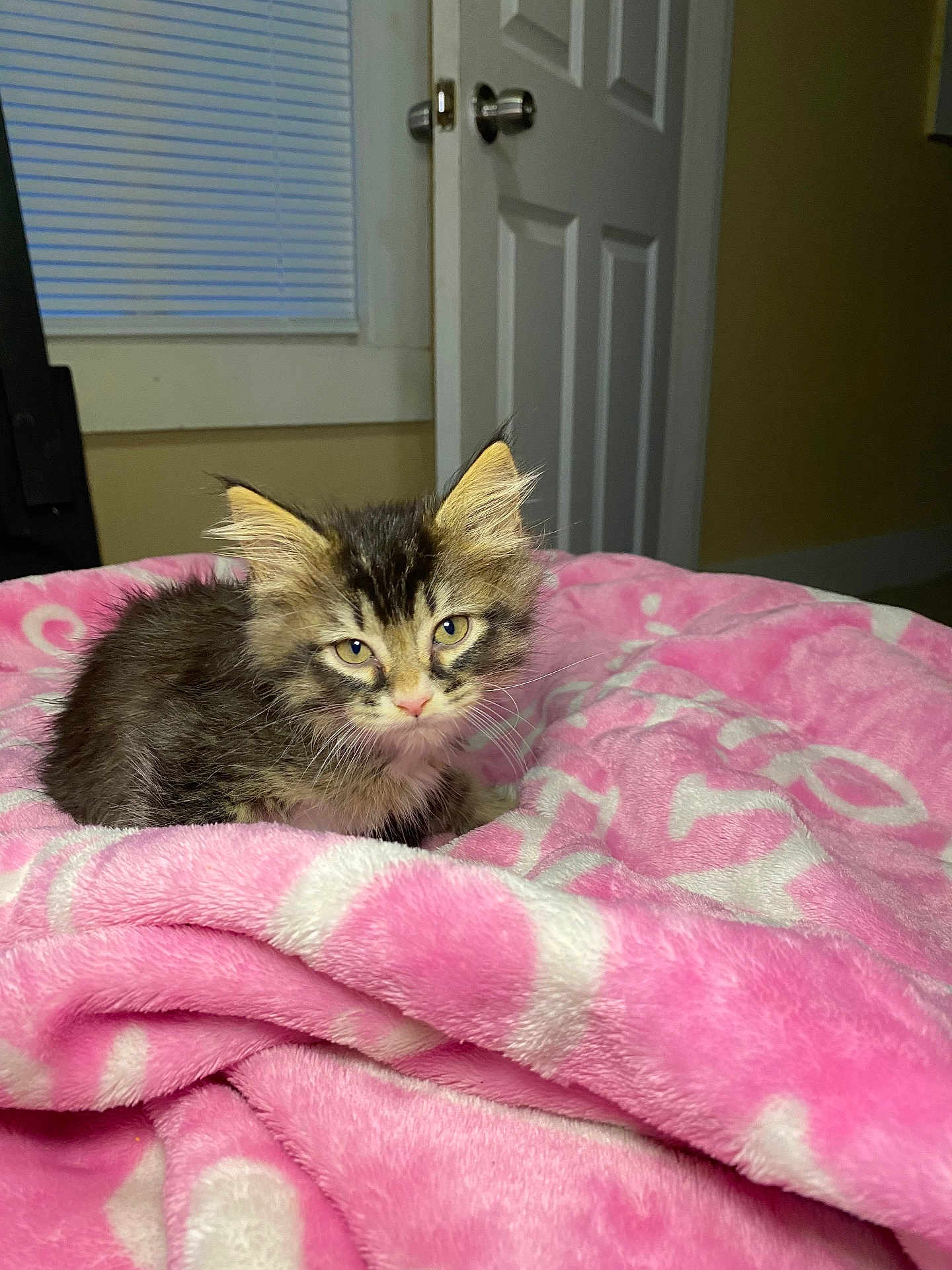 Stella