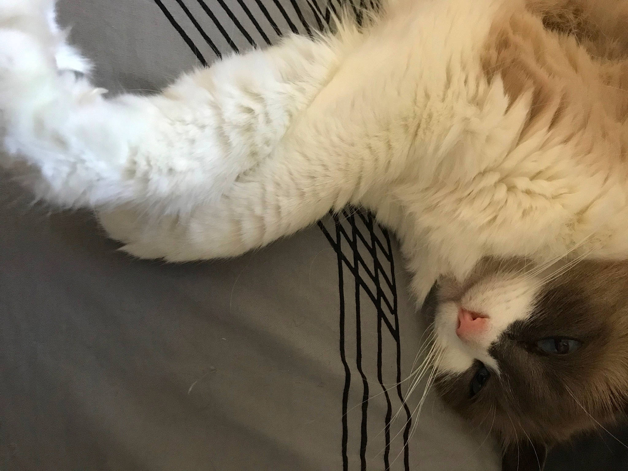 Cami joined the competition — help win amazing prizes! carnivore, cat, claw, comfort, domestic_short_haired_cat, felidae, foot, fur, nap, paw, small_to_medium_sized_cats, snout, tail, terrestrial_animal, whiskers