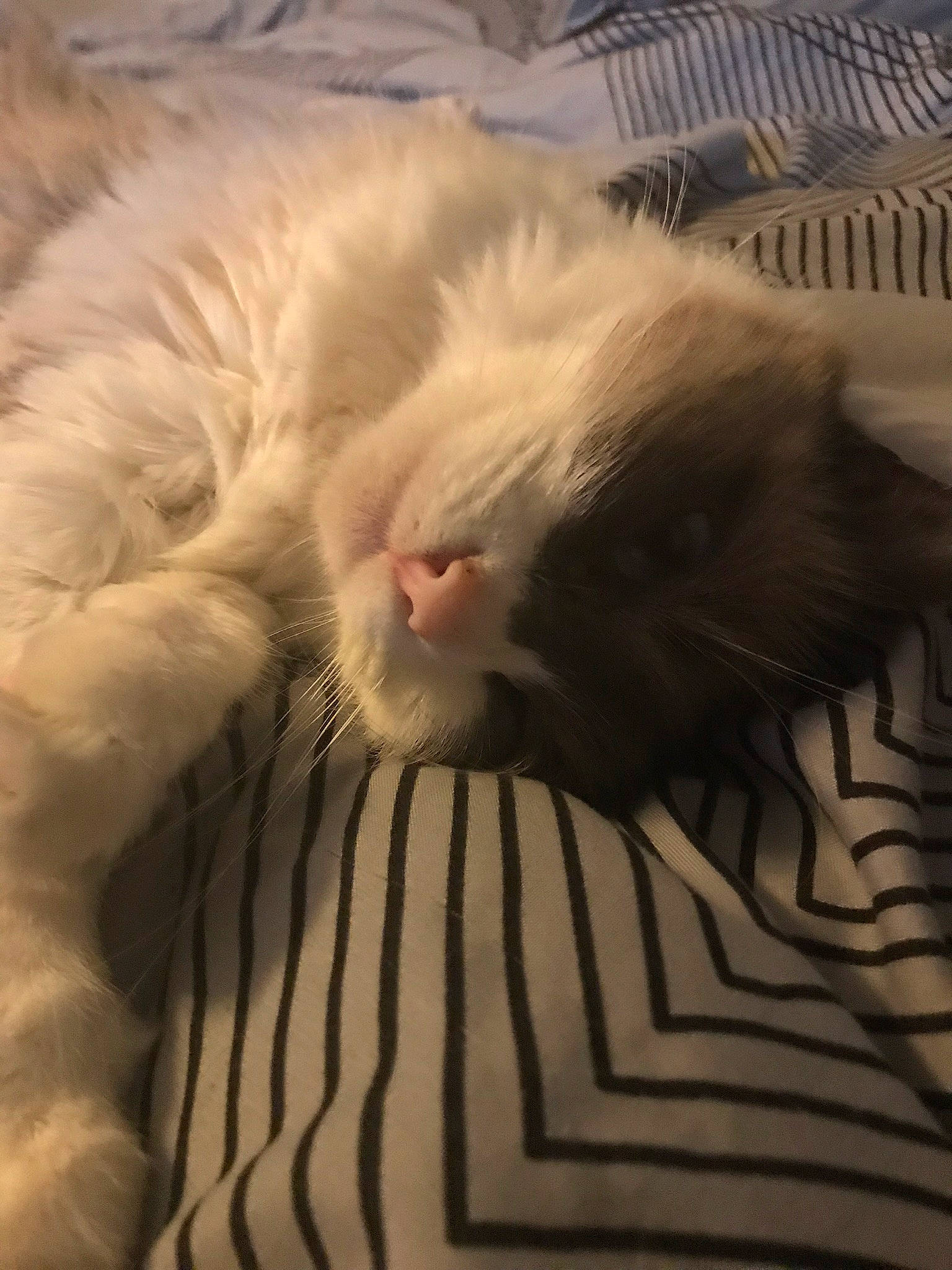 Cami is registered to the contest to win money with this photo: carnivore, cat, cat_bed, claw, cloud, comfort, eye, felidae, fur, linens, nap, paw, sleep, small_to_medium_sized_cats, snout, tail, whiskers