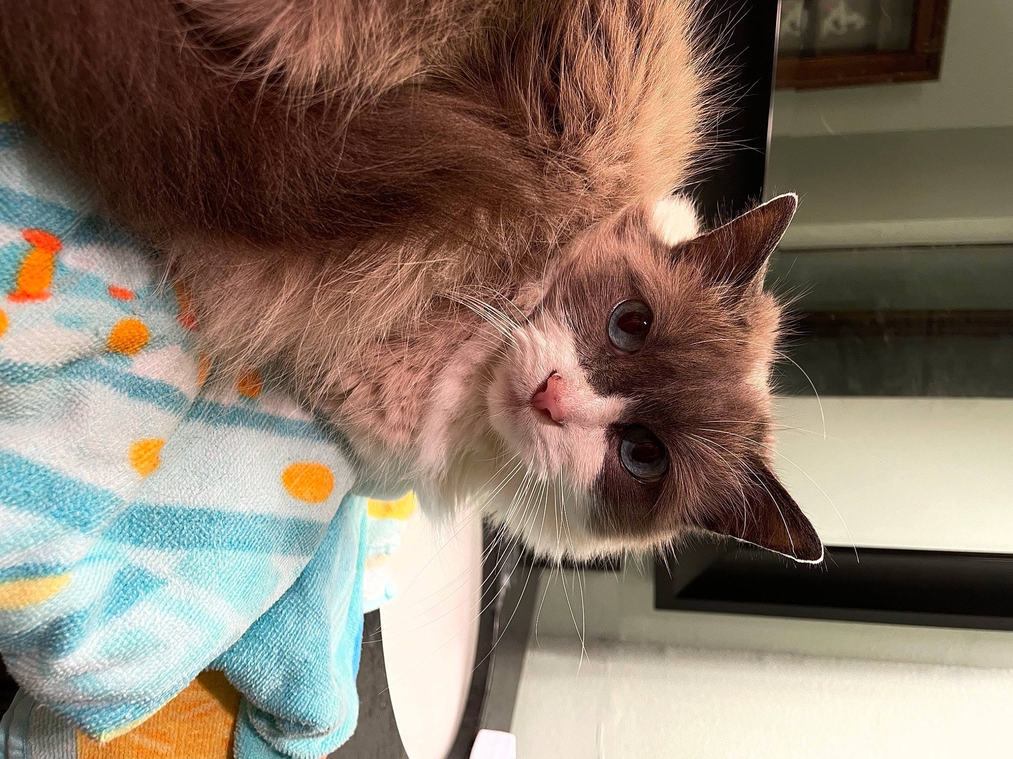 Cami is registered to the contest to win money with this photo: carnivore, cat, cat_supply, claw, collar, comfort, domestic_short_haired_cat, ear, fang, fawn, felidae, fur, gesture, paw, pet_supply, plaid, small_to_medium_sized_cats, snout, tail, whiskers