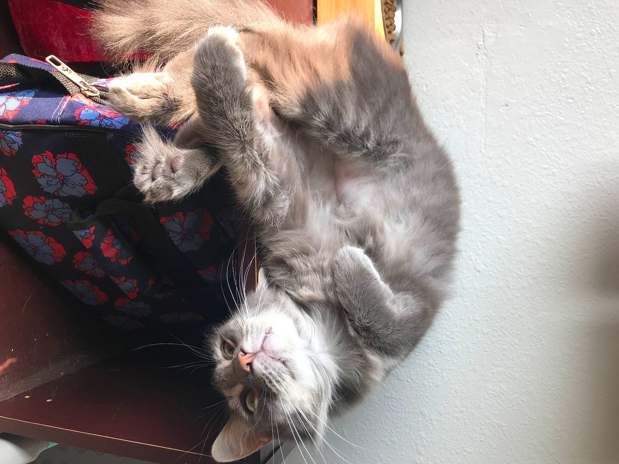 Catcher is registered to the contest to win money with this photo: carmine, carnivore, cat, claw, comfort, domestic_short_haired_cat, felidae, fur, human_leg, paw, small_to_medium_sized_cats, snout, sporting_group, tail, whiskers