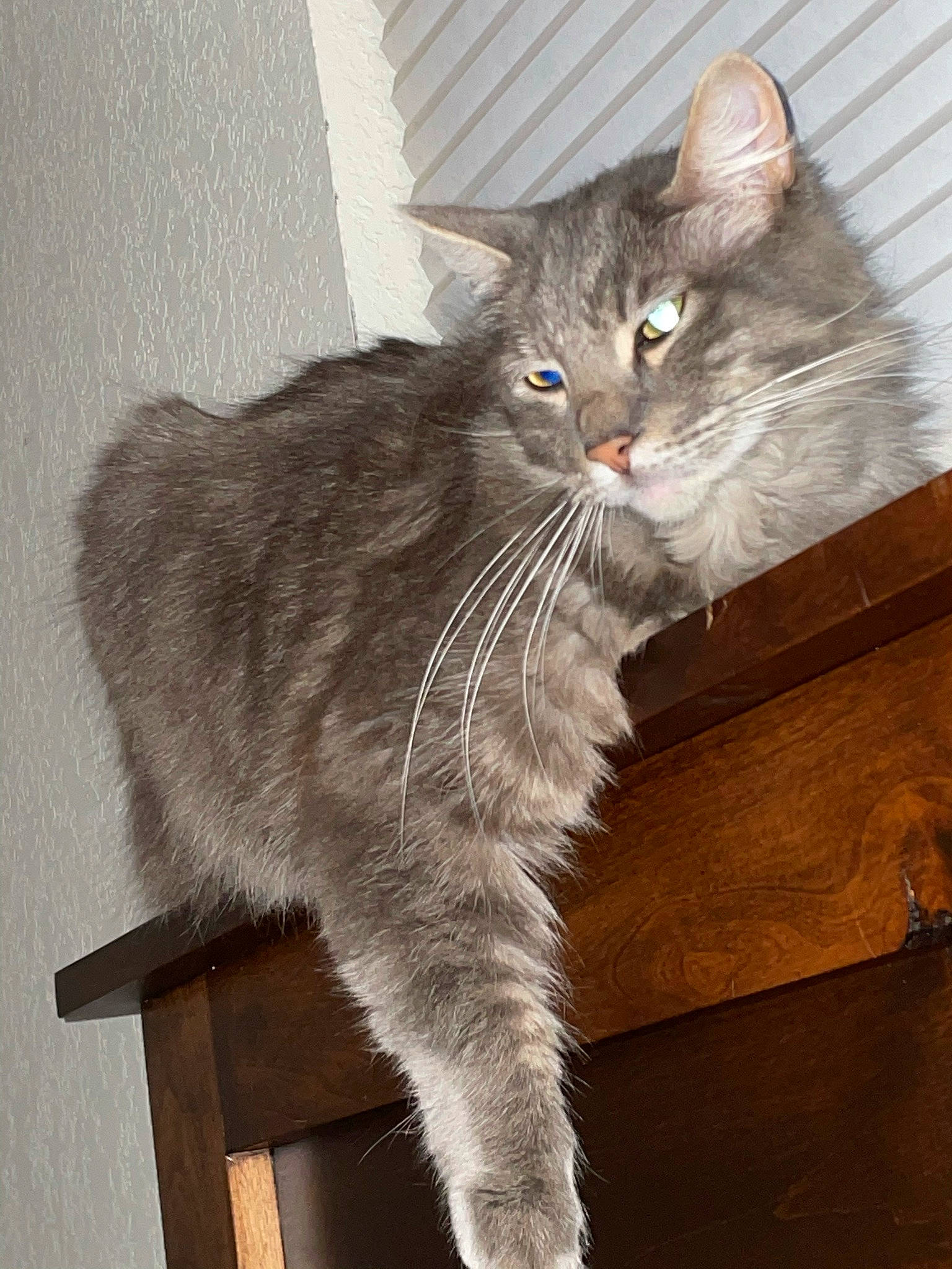 Catcher joined the competition — help win amazing prizes! carnivore, cat, claw, domestic_short_haired_cat, felidae, fur, grey, paw, sitting, small_to_medium_sized_cats, snout, tail, whiskers, window, wood