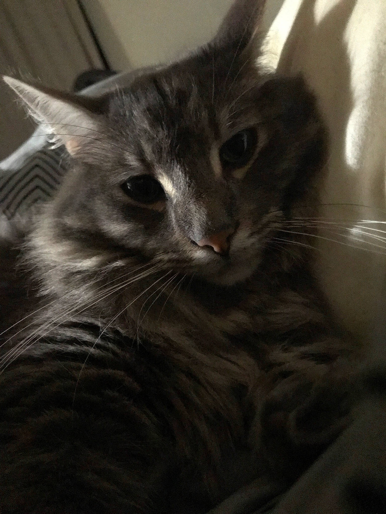 Catcher joined the competition — help win amazing prizes! carnivore, cat, comfort, domestic_short_haired_cat, ear, felidae, fur, grey, monochrome, monochrome_photography, small_to_medium_sized_cats, snout, whiskers