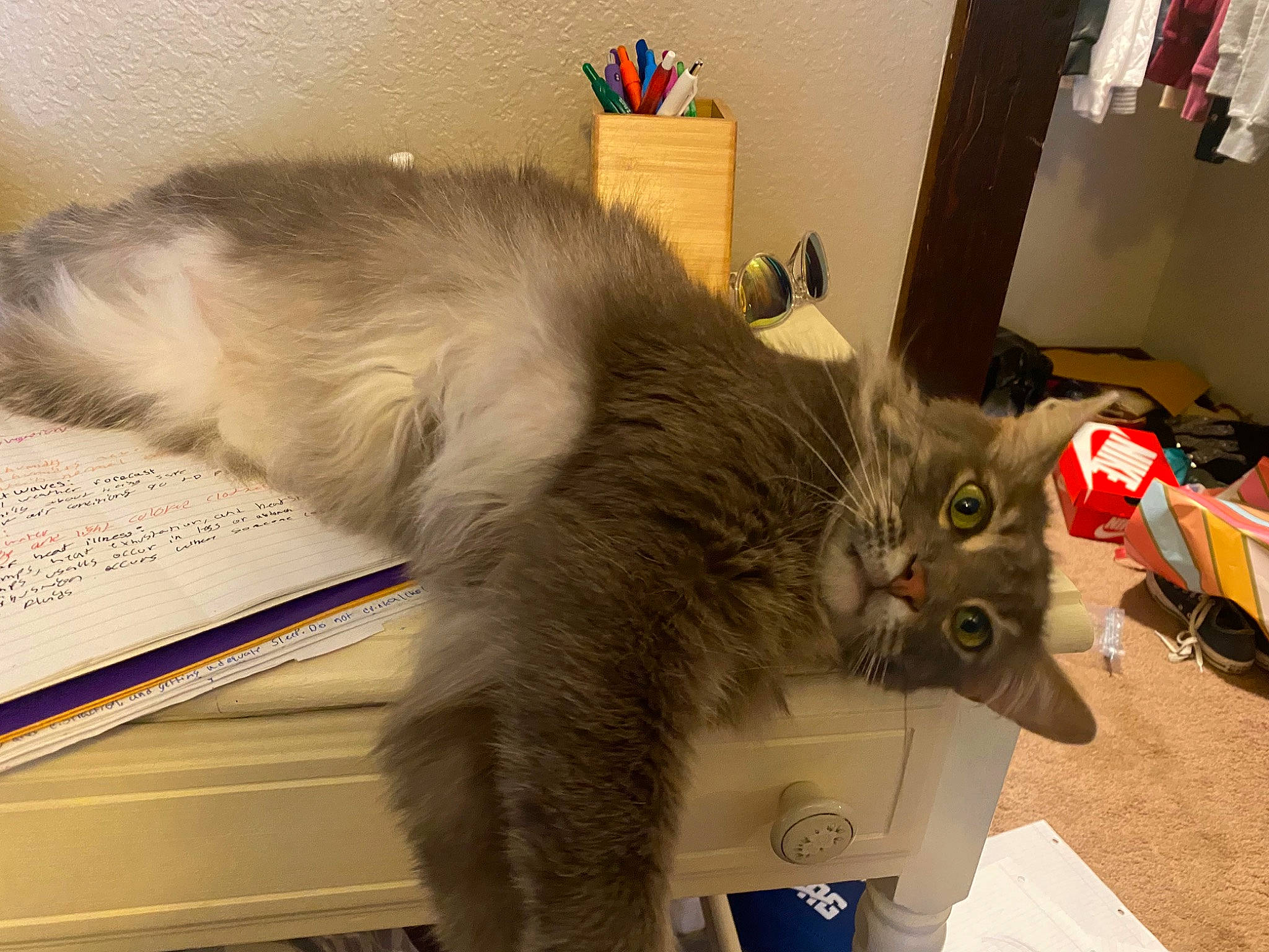 Catcher joined the competition — help win amazing prizes! box, cardboard, carnivore, cat, claw, comfort, domestic_short_haired_cat, felidae, fur, paper, paper_product, paw, small_to_medium_sized_cats, snout, tail, whiskers