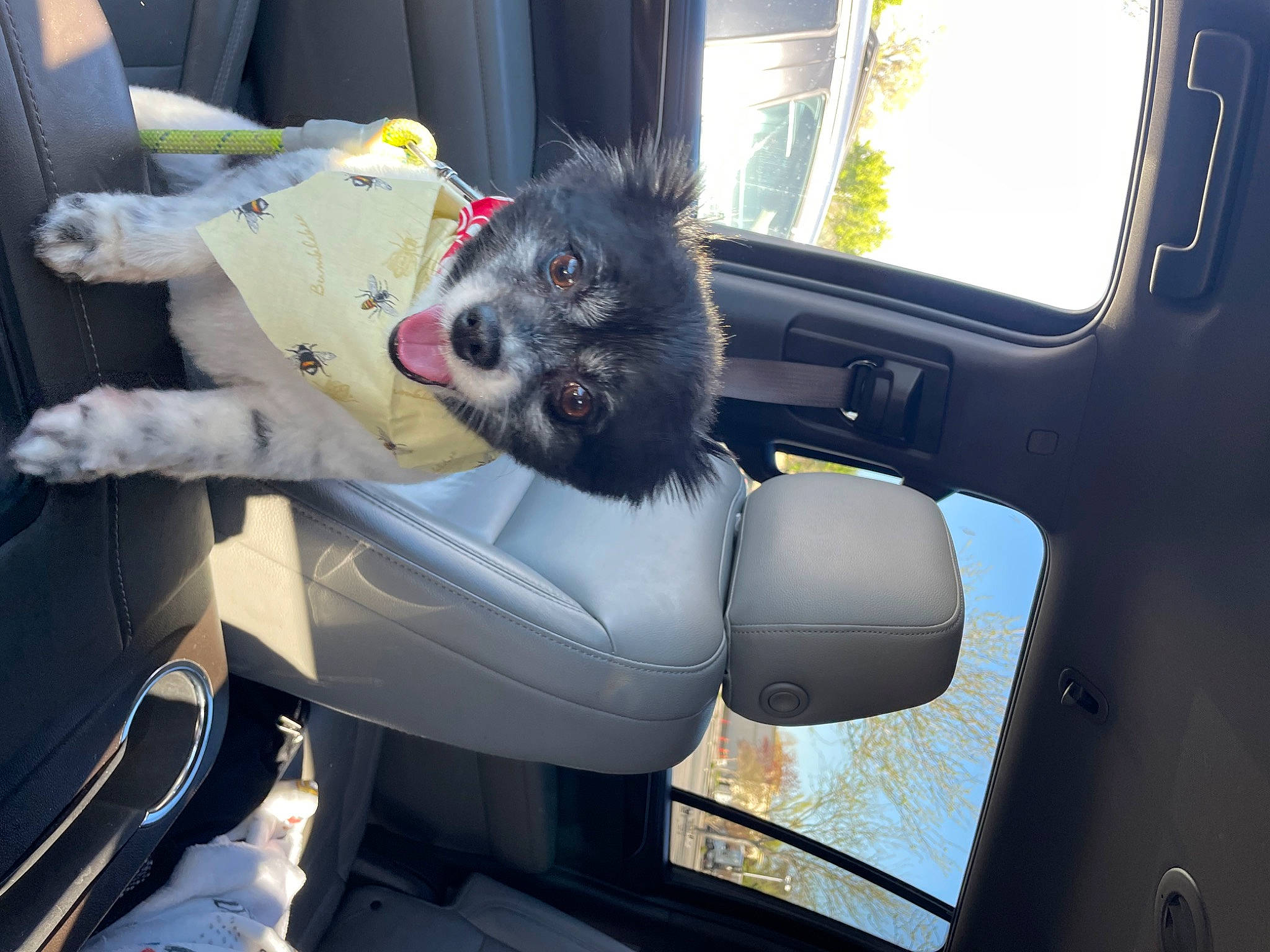 Bota joined the competition — help win amazing prizes! auto_part, automotive_design, automotive_exterior, automotive_mirror, automotive_window_part, car, car_seat, car_seat_cover, carnivore, companion_dog, dog, dog_breed, family_car, head_restraint, motor_vehicle, steering_wheel, vehicle, vehicle_door, window, windshield