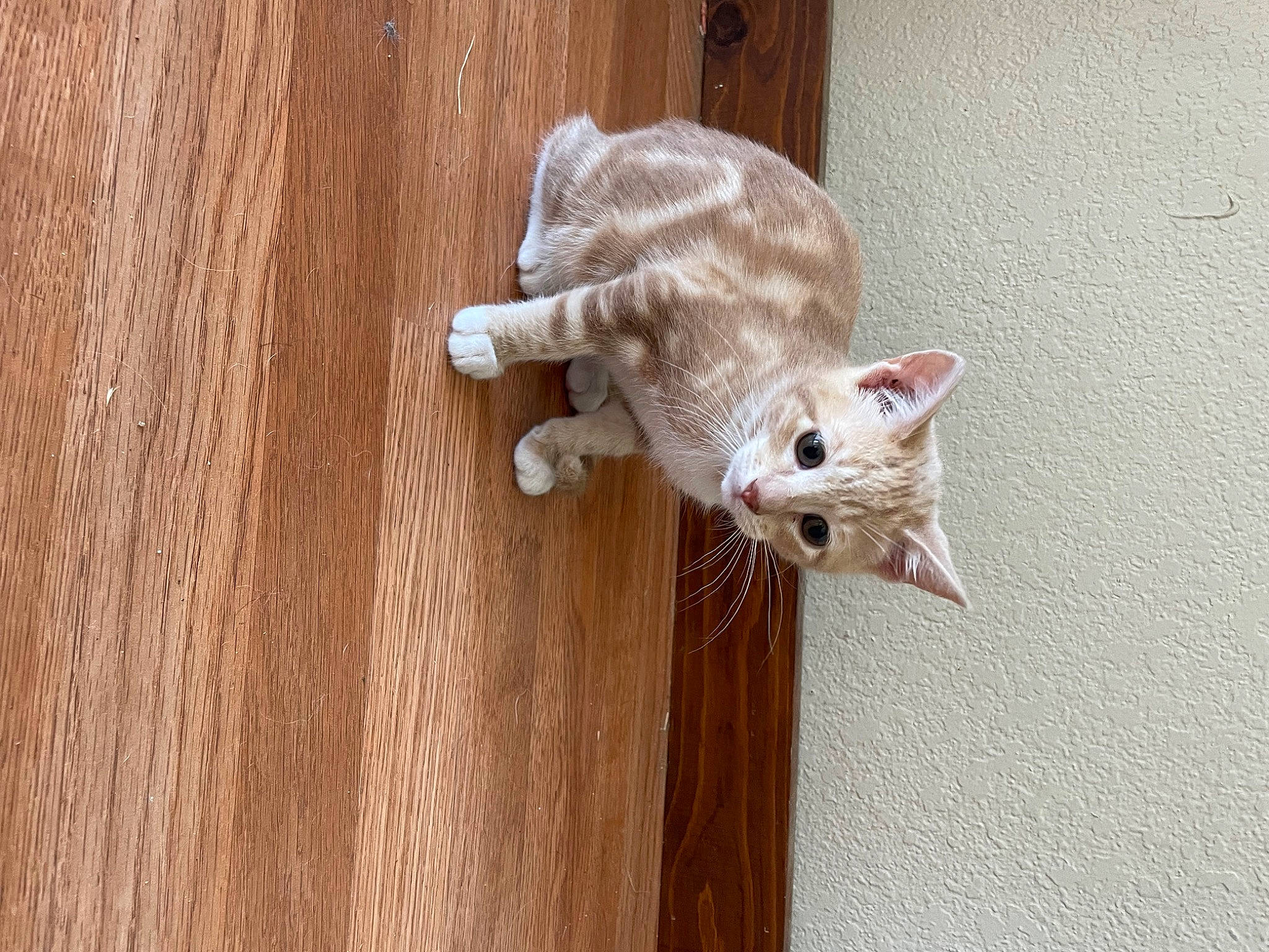 Cosmo is registered to the contest to win money with this photo: carnivore, cat, claw, domestic_short_haired_cat, fawn, felidae, flooring, foot, fur, hardwood, linens, paw, plywood, small_to_medium_sized_cats, snout, tail, terrestrial_animal, whiskers, wood, wood_stain