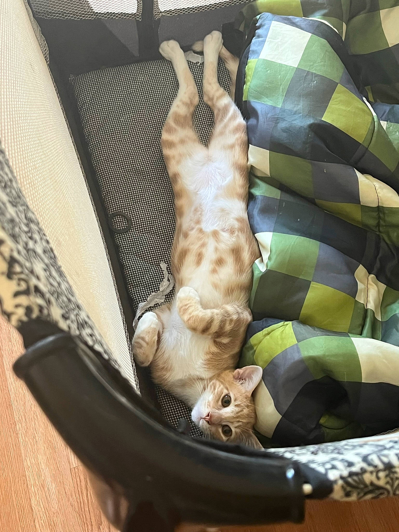 Cosmo joined the competition — help win amazing prizes! armrest, baby_products, bag, baggage, carnivore, comfort, companion_dog, couch, fashion_accessory, fawn, felidae, fur, linens, luggage_and_bags, metal, pattern, pet_supply, small_to_medium_sized_cats, whiskers, wood