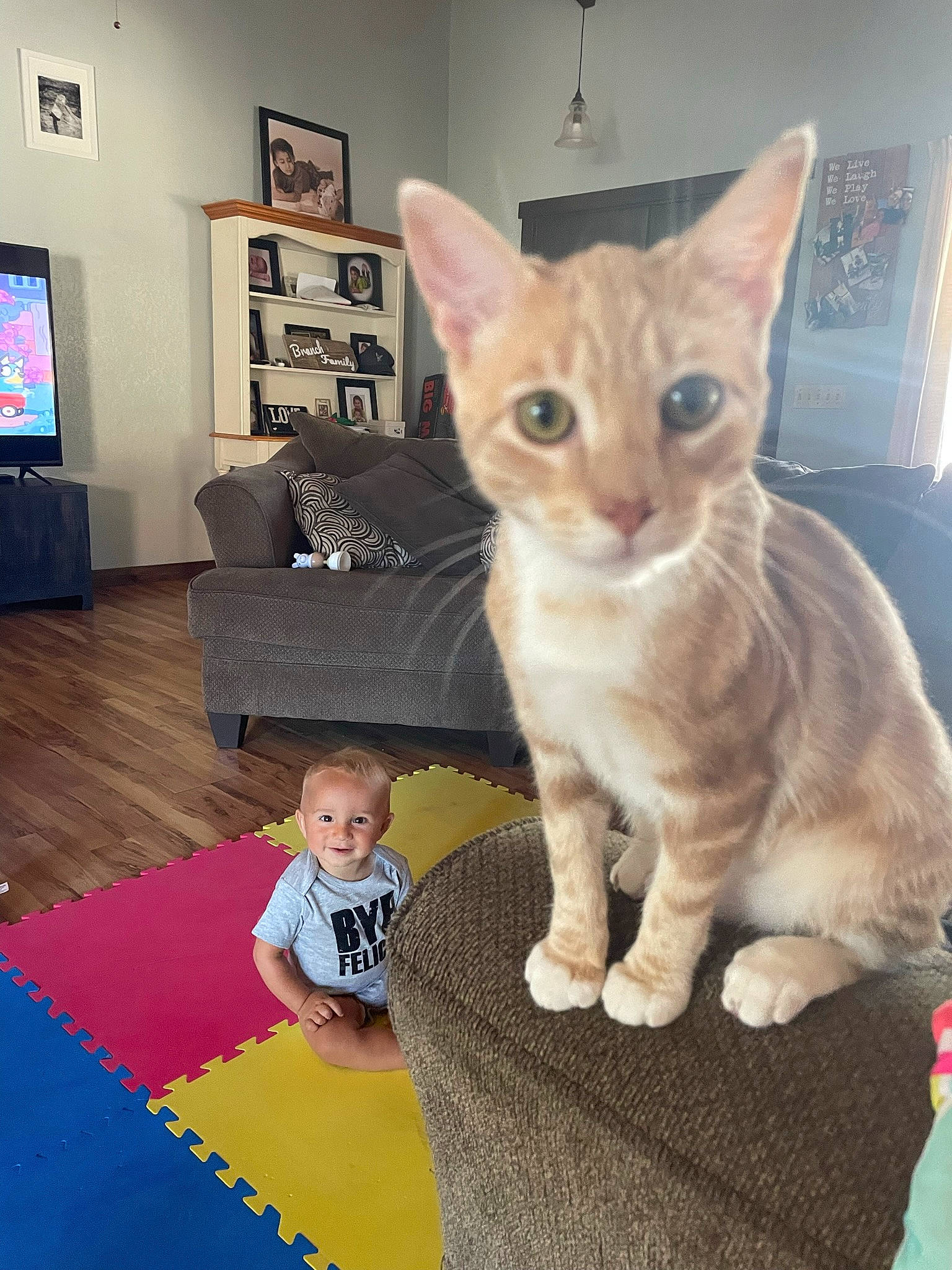 Cosmo joined the competition — help win amazing prizes! carnivore, cat, comfort, couch, domestic_short_haired_cat, fawn, felidae, flooring, fur, hardwood, paw, picture_frame, sitting, small_to_medium_sized_cats, snout, tail, television, toddler, toy, whiskers