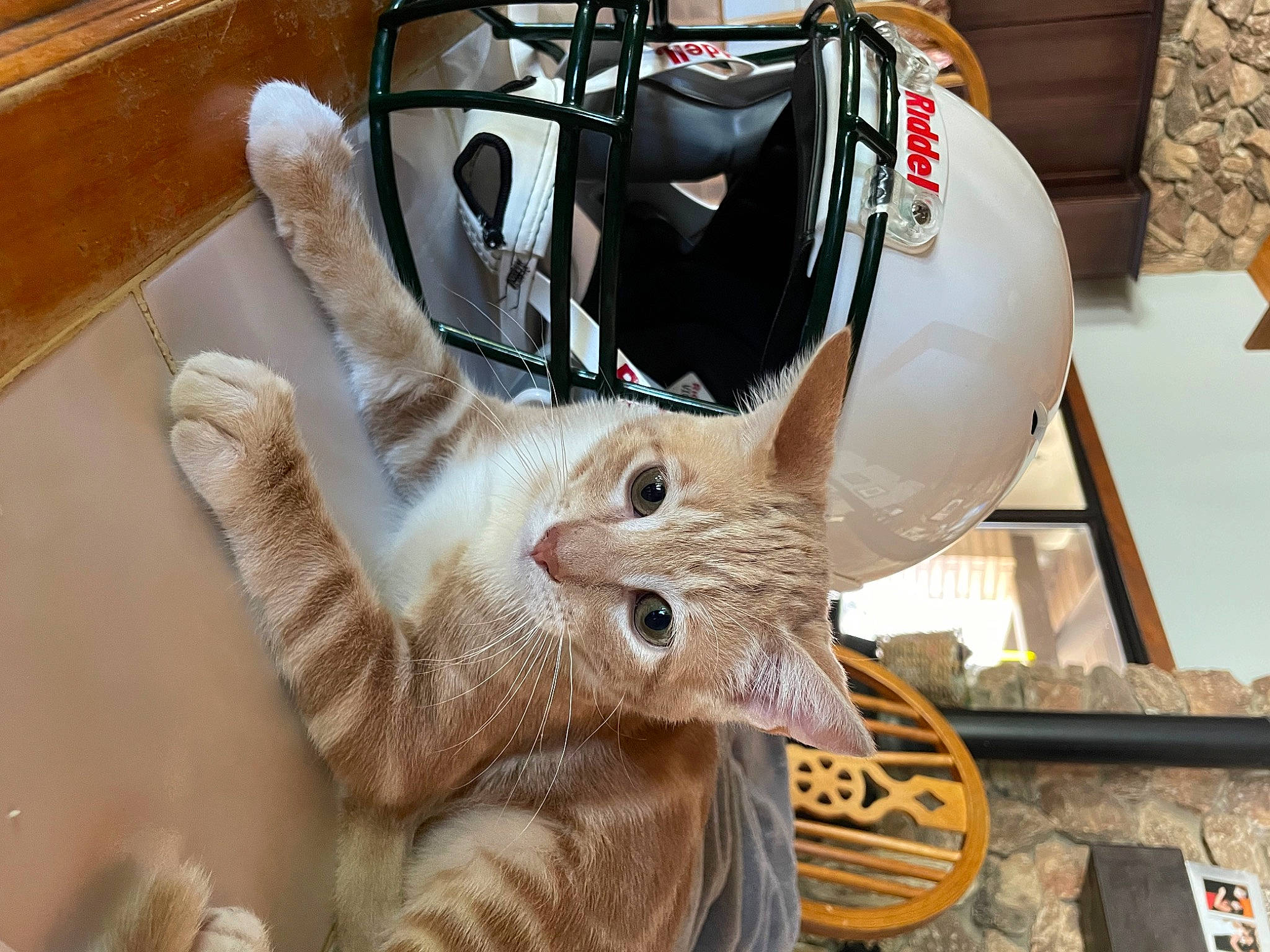 Cosmo joined the competition — help win amazing prizes! art, carmine, costume, fashion_accessory, fawn, fur, glove, helmet, metal, natural_material, personal_protective_equipment, sports_gear, wood