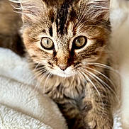 Luna joined the competition — help win amazing prizes! animal, blanket, cat, close_up, cozy, cute, ears, eyes, feline, fur, indoor, kitten, mammal, pet, portrait, resting, soft, tabby, whiskers, young