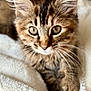 animal, blanket, cat, close_up, cozy, cute, ears, eyes, feline, fur, indoor, kitten, mammal, pet, portrait, resting, soft, tabby, whiskers, young