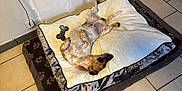 Sako participe au concours pour gagner de l'argent avec cette photo : animal, bed, brown_dog, canine, comfortable, cozy, dog, domestic, floor, furniture, home, indoor, paw_prints, pet, quiet, relaxed, resting, sleeping_position, small_dog, tile_floor