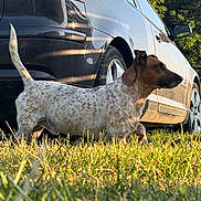 Sako participe au concours pour gagner de l'argent avec cette photo : alert, animal, brown, car, daytime, dog, domestic_animal, fur, grass, mammal, nature, outdoor, parked_car, pet, side_view, spotted, sunlight, tail, vehicle, white
