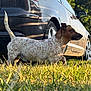 alert, animal, brown, car, daytime, dog, domestic_animal, fur, grass, mammal, nature, outdoor, parked_car, pet, side_view, spotted, sunlight, tail, vehicle, white
