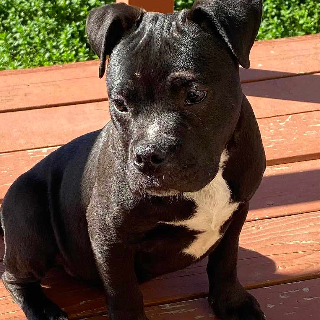 Zeus joined the competition — help win amazing prizes! animal, architecture, bench, boxer, building, bulldog, canine, deck, dog, frenchbulldog, furniture, hardwood, hound, labradorretriever, pet, pitbull, puppy, snout, stainedwood, wood