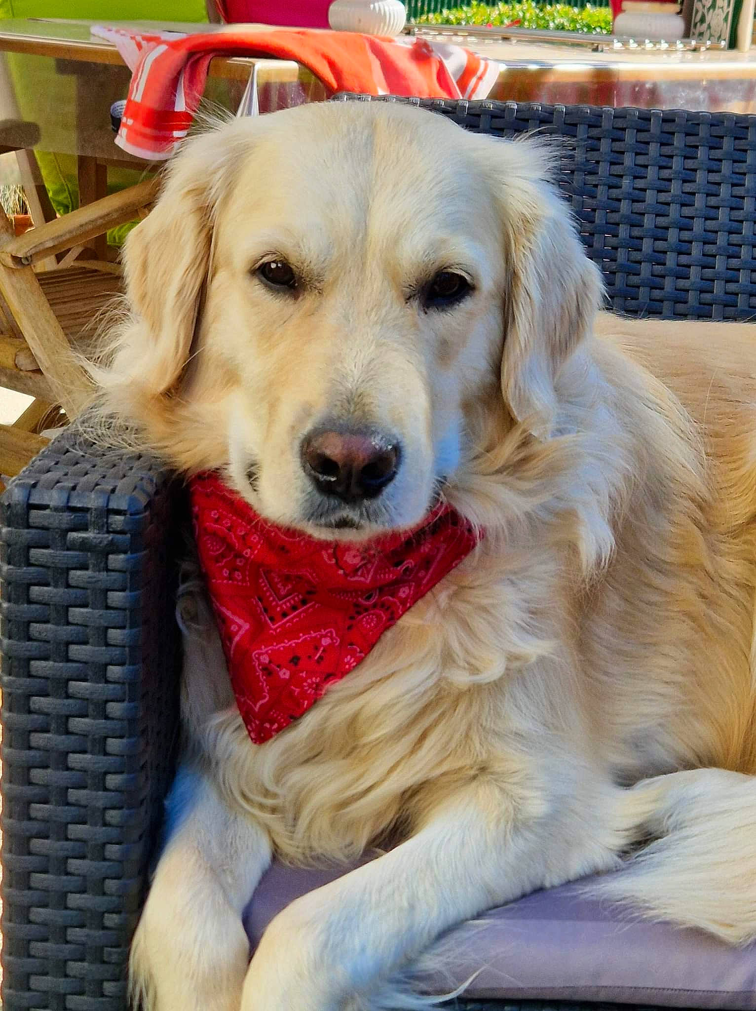 Comète participe au concours pour gagner de l'argent avec cette photo : canidae, carnivore, chair, collar, companion_dog, dog, dog_breed, dog_collar, dog_supply, fawn, fur, golden_retriever, gun_dog, outdoor_furniture, pet_supply, puppy, retriever, snout, sporting_group, working_dog