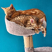 Chipie Et Chupa a rejoint le concours — aidez-le/la à gagner de superbes lots ! cat, kitten, sleeping, cat_tree, feline, pet, indoor, cozy, resting, fur, tabby, orange_cat, cute, animal, domestic_cat, soft, relaxation, closeup, cuddle, blue_wall
