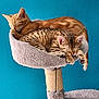 cat, kitten, sleeping, cat_tree, feline, pet, indoor, cozy, resting, fur, tabby, orange_cat, cute, animal, domestic_cat, soft, relaxation, closeup, cuddle, blue_wall