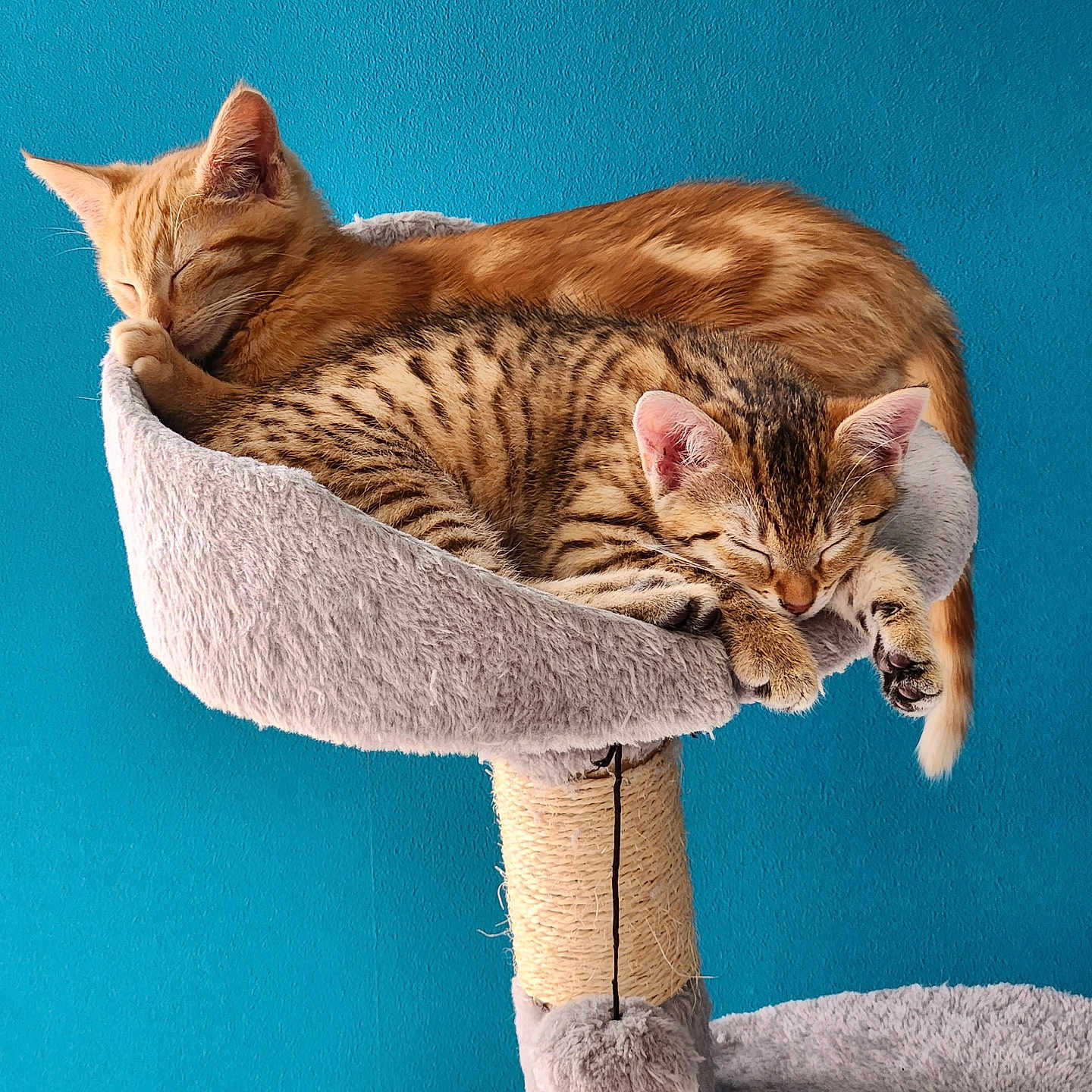 Chipie Et Chupa a rejoint le concours — aidez-le/la à gagner de superbes lots ! animal, blue_wall, cat, cat_tree, closeup, cozy, cuddle, cute, domestic_cat, feline, fur, indoor, kitten, orange_cat, pet, relaxation, resting, sleeping, soft, tabby