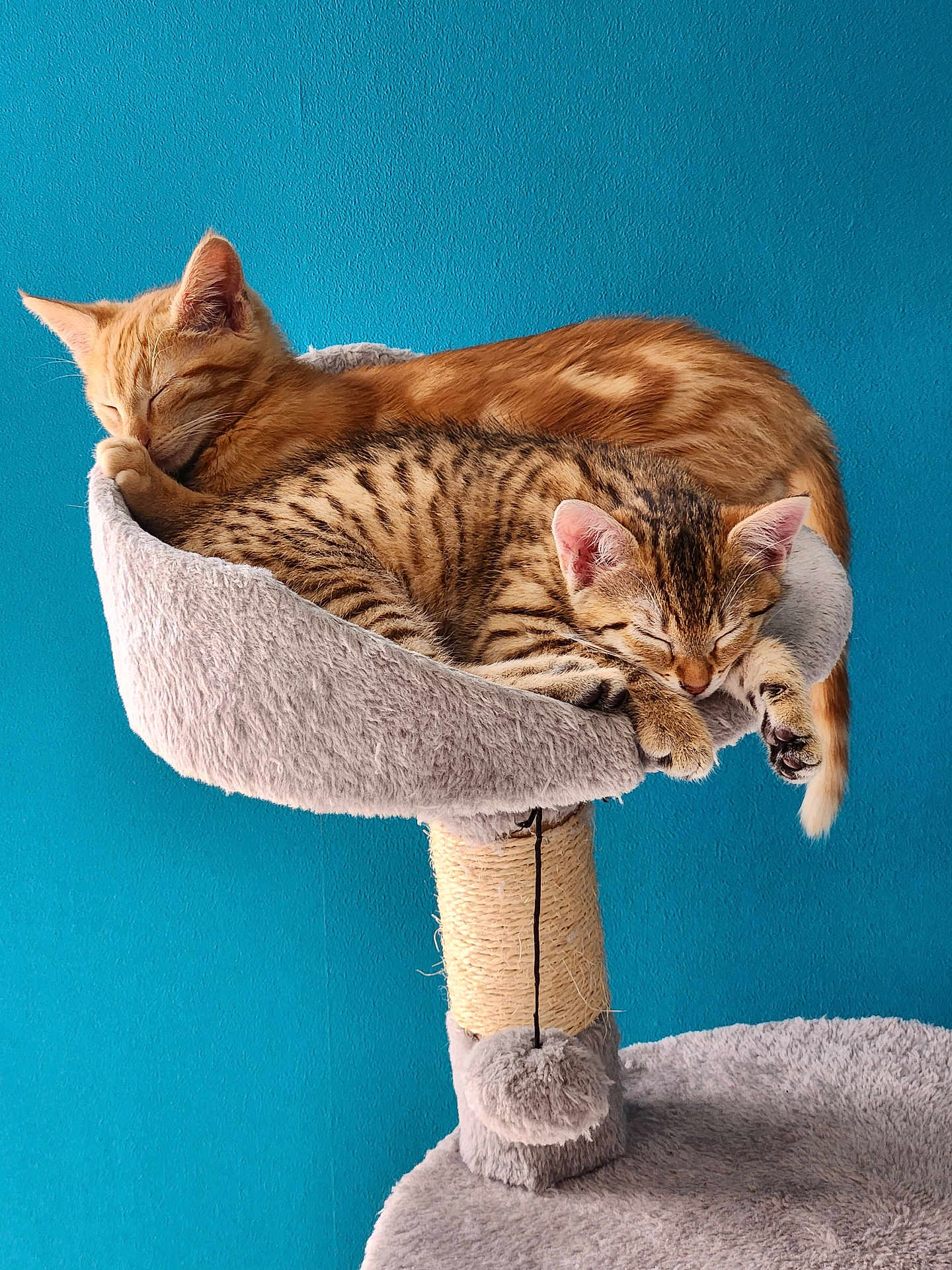 Chipie Et Chupa a rejoint le concours — aidez-le/la à gagner de superbes lots ! cat, kitten, sleeping, cat_tree, feline, pet, indoor, cozy, resting, fur, tabby, orange_cat, cute, animal, domestic_cat, soft, relaxation, closeup, cuddle, blue_wall
