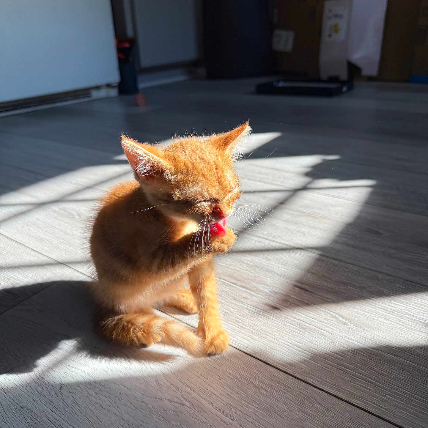 Garfield