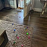 Garfield joined the competition — help win amazing prizes! cat, cats, pets, animals, indoor, home, living_room, doorway, open_door, wood_floor, rug, cat_tree, cat_toys, toy_balls, springs, daylight, window, furniture, playful, curious